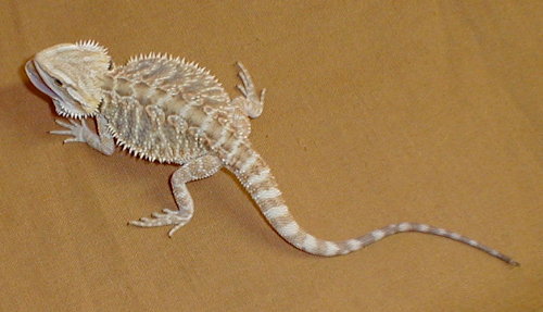 female