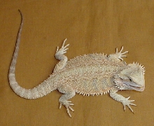 breedable female