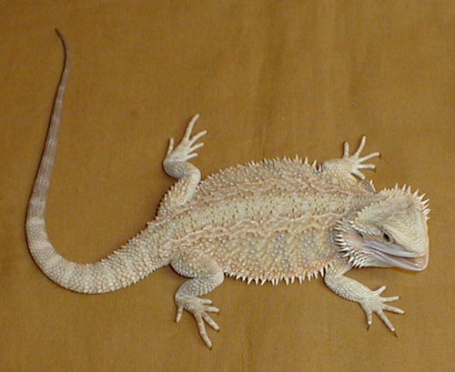breedable female
