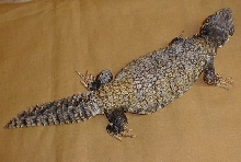 female uro