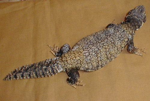 female uro
