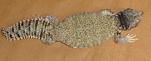 female uro