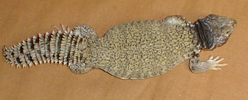 female uro