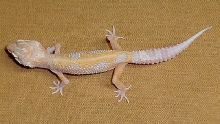 stripe albino