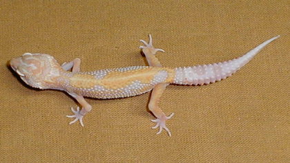 stripe albino