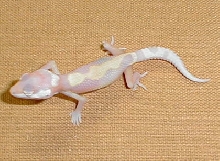 t x r albino