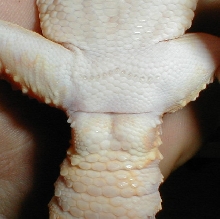 male sexing pic