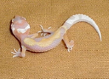 stripe albino