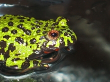 firebelly