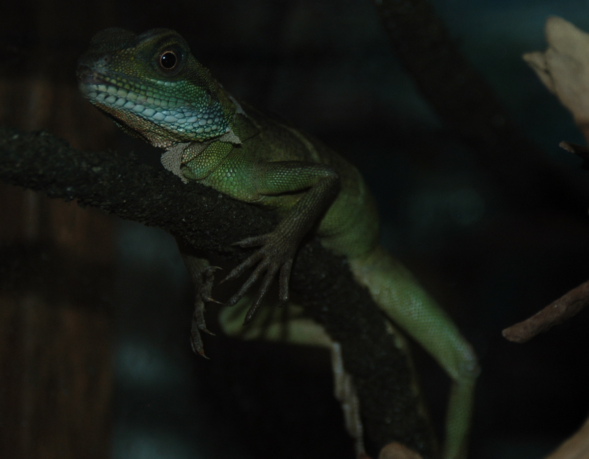 I look like Kermit!