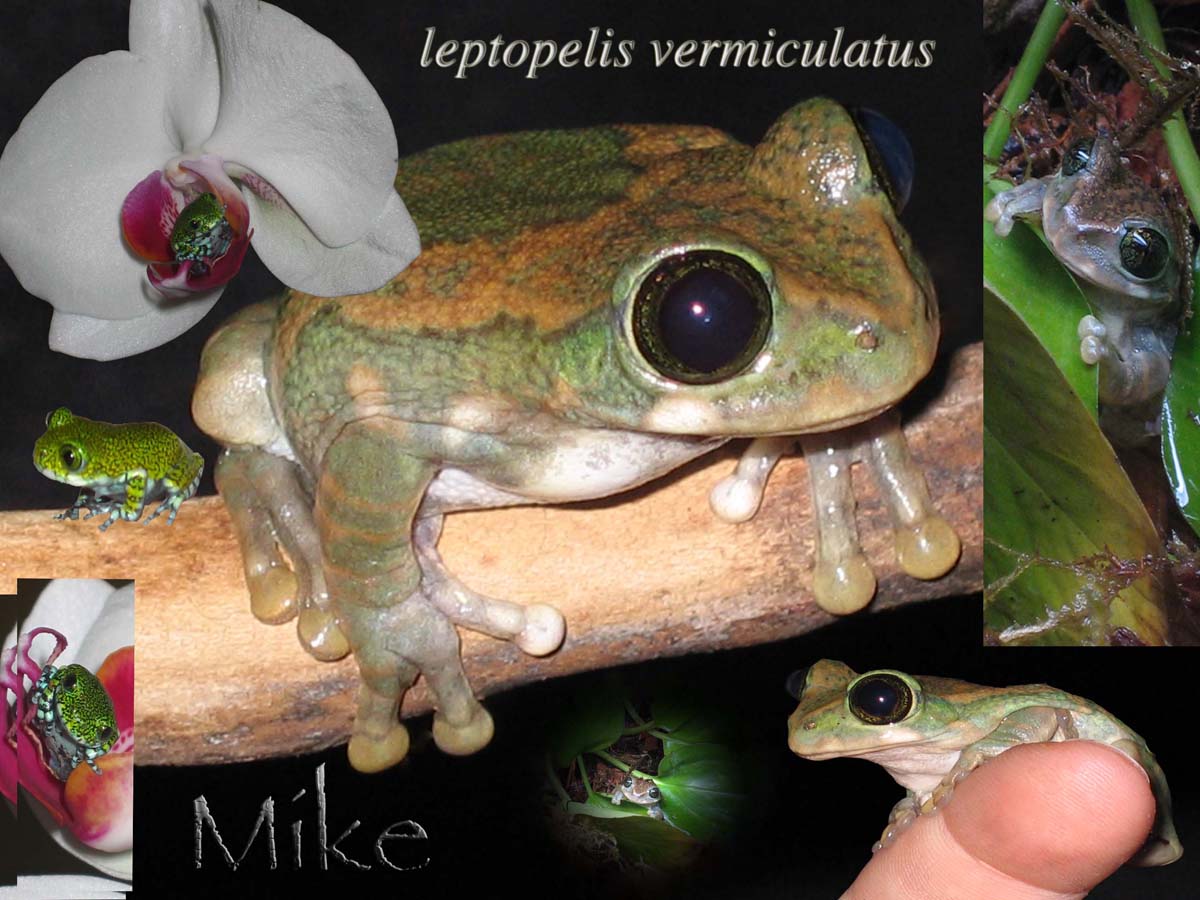 Collage-same frog!