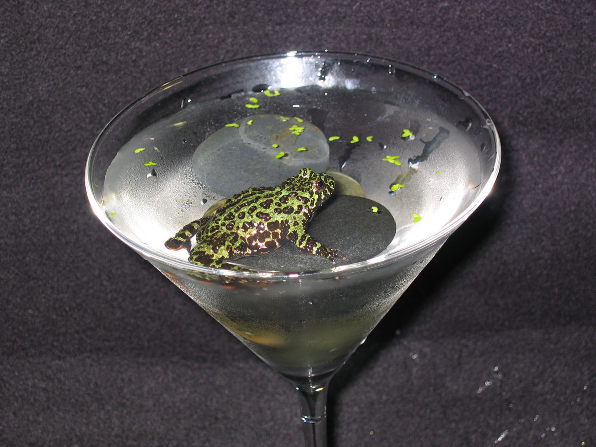 Toadtini