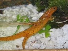 New newt