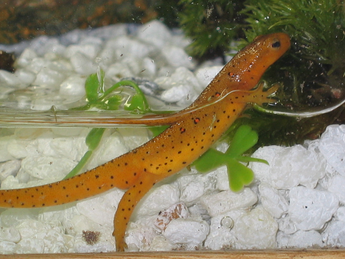 New newt