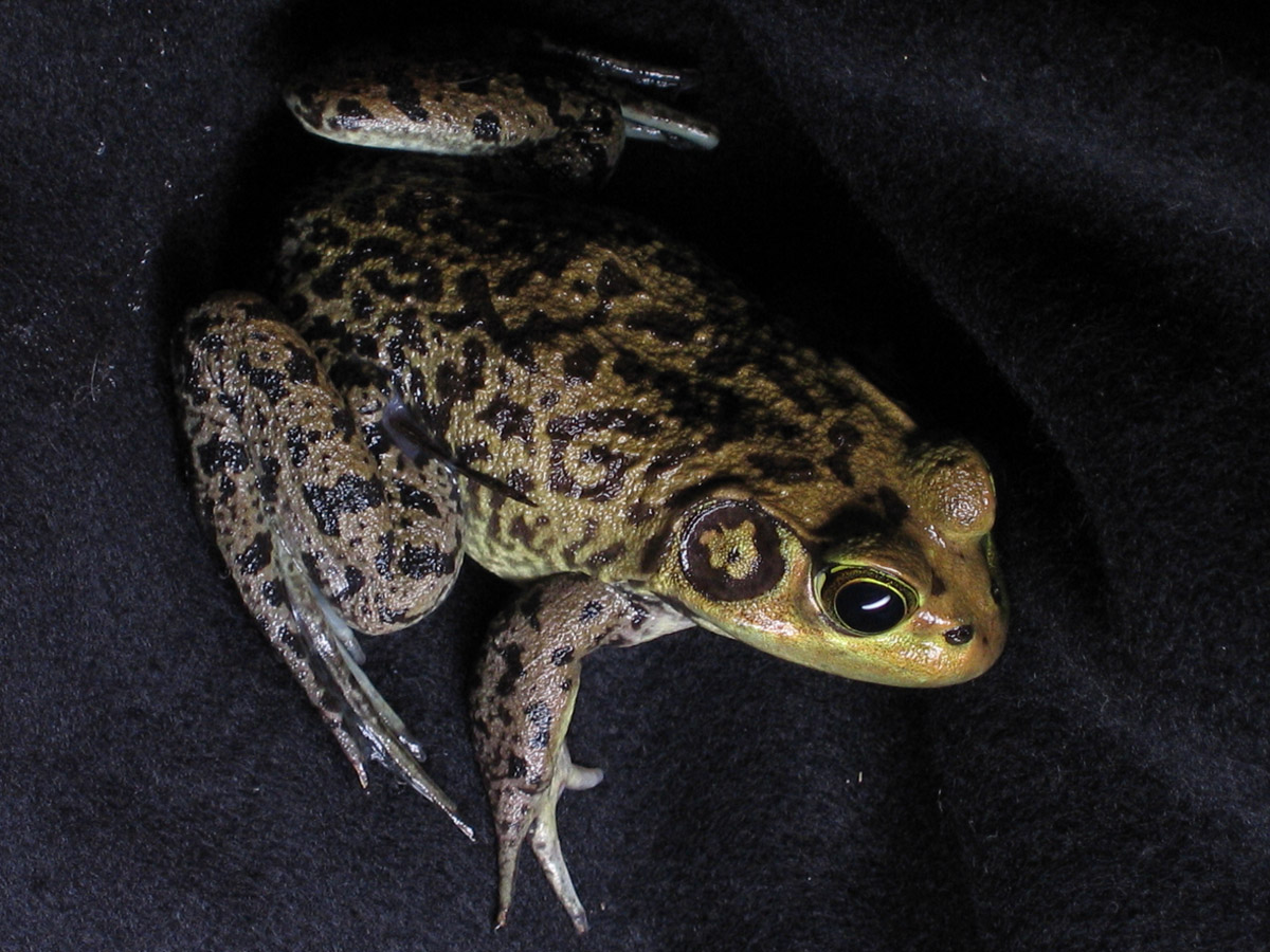 Bulfrog- Oswald