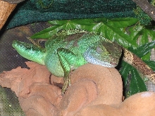 Sleepy with big belly