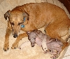 precious priscilla and lucy