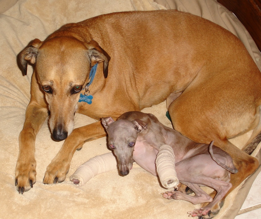 precious priscilla and lucy