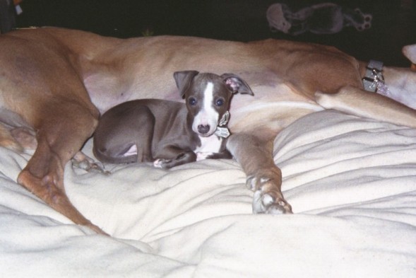 baby gwylan and pillow