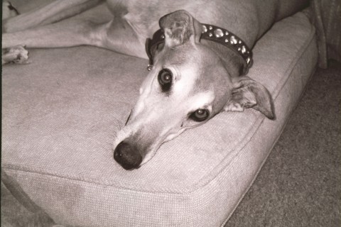 sweet annie
