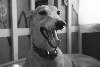 one happy greyhound