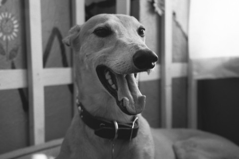 one happy greyhound