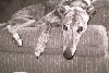 xander