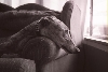 wistful xander
