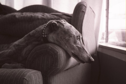 wistful xander
