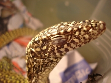 orange spot doreanus