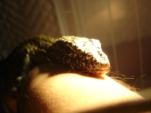 orange spot doreanus