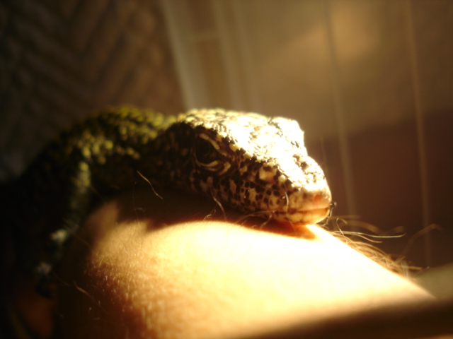 orange spot doreanus