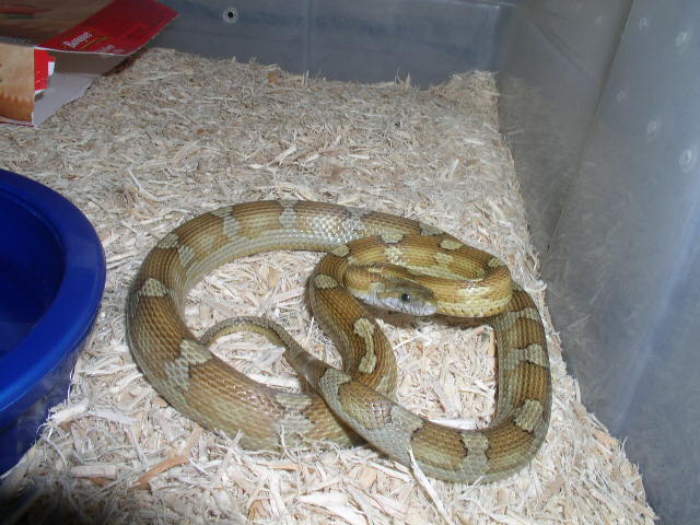 carmel female