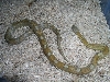 carmel male