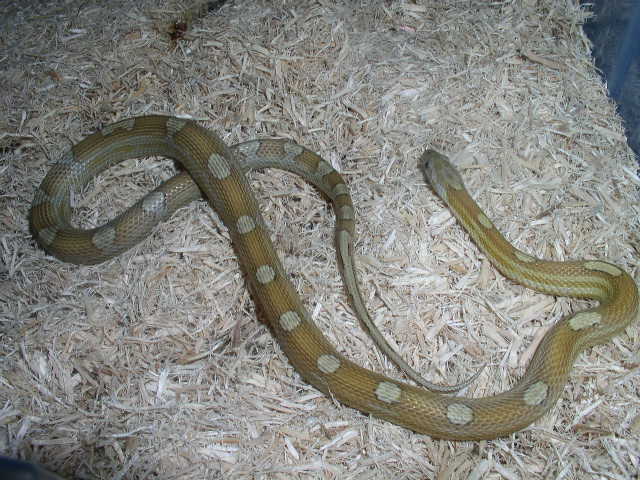 carmel male