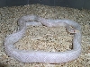 aztec snow