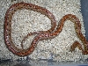 zig zag male