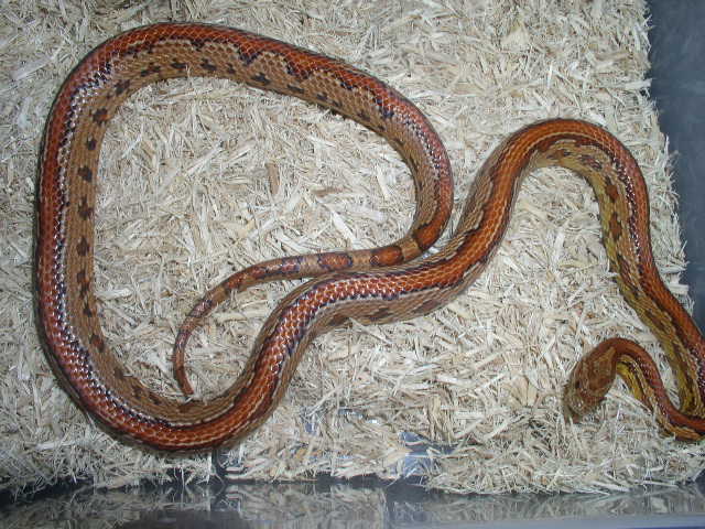 zig zag male