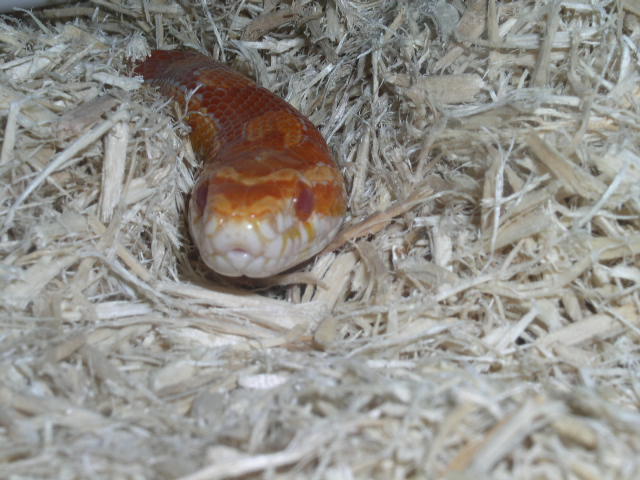 head shot of amel