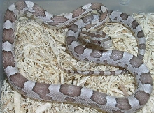 ghost male