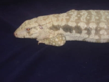 Tegu Male