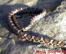 My Eastern Milksnake