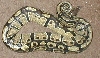 My Adult Wc Normal Female Ball Python 2
