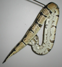 My Adult Wc Normal Female Ball Python 3