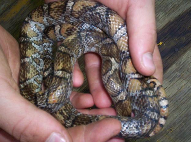 Extreme Eastern Milksnake