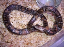 Extreme Eastern Milksnake