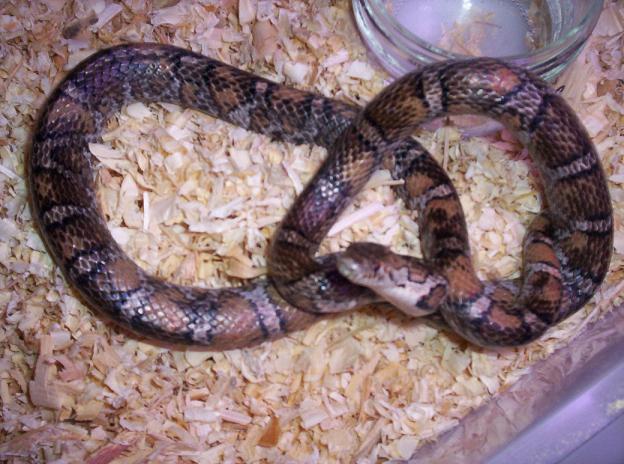Extreme Eastern Milksnake