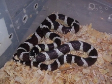 Banded California Kingsnakes