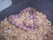 Lavender Albino California Kingsnake
