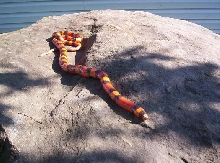 2 Pic Hypo Het. Ghost Honduran Milksnake